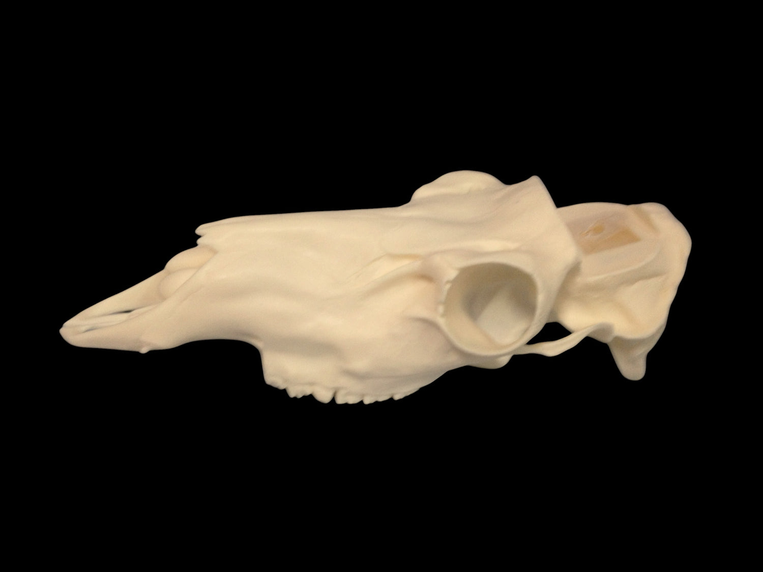Caribou Skull Slotted (With Teeth)