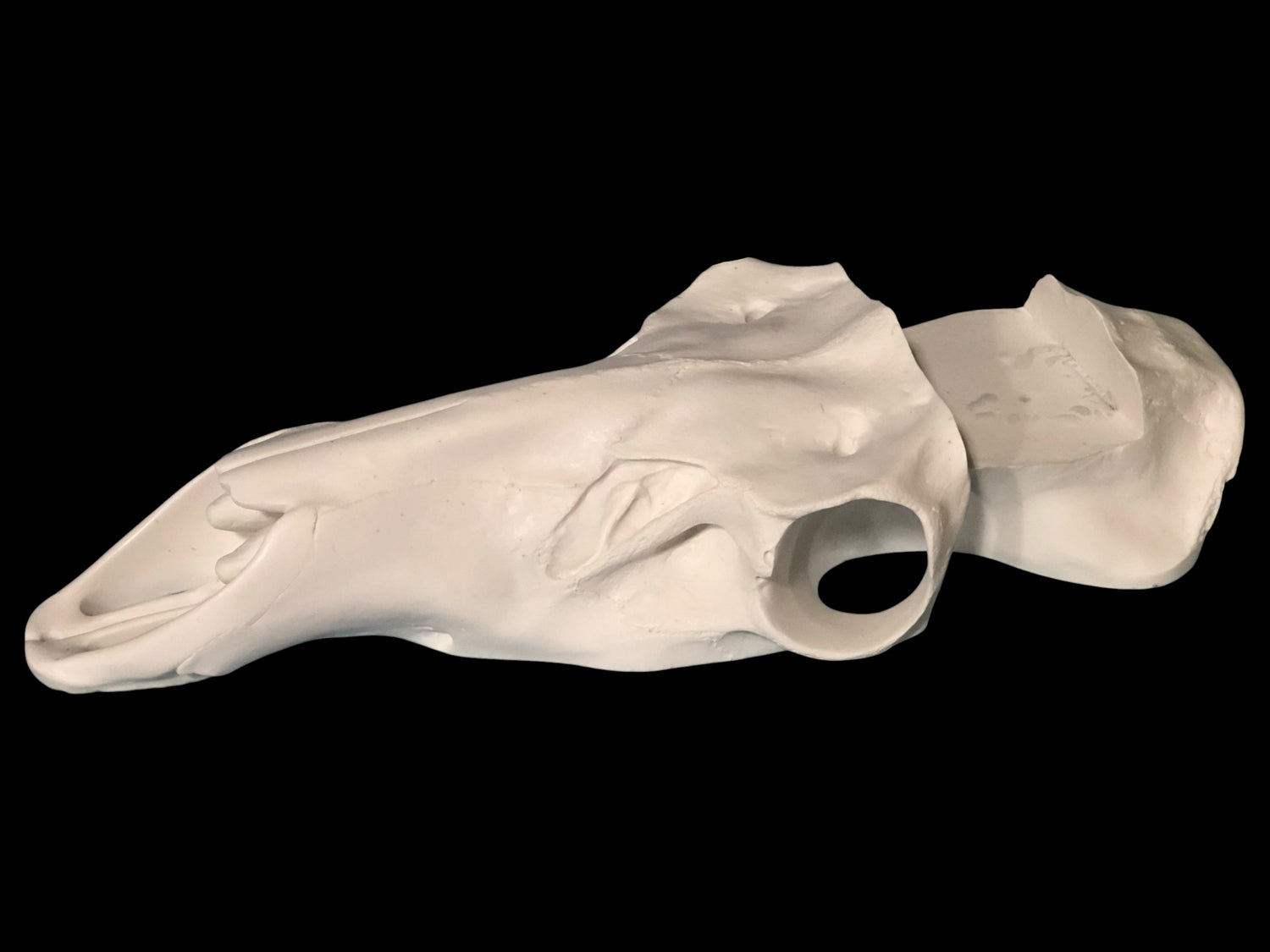 Elk Skull Slotted (Flat Back)