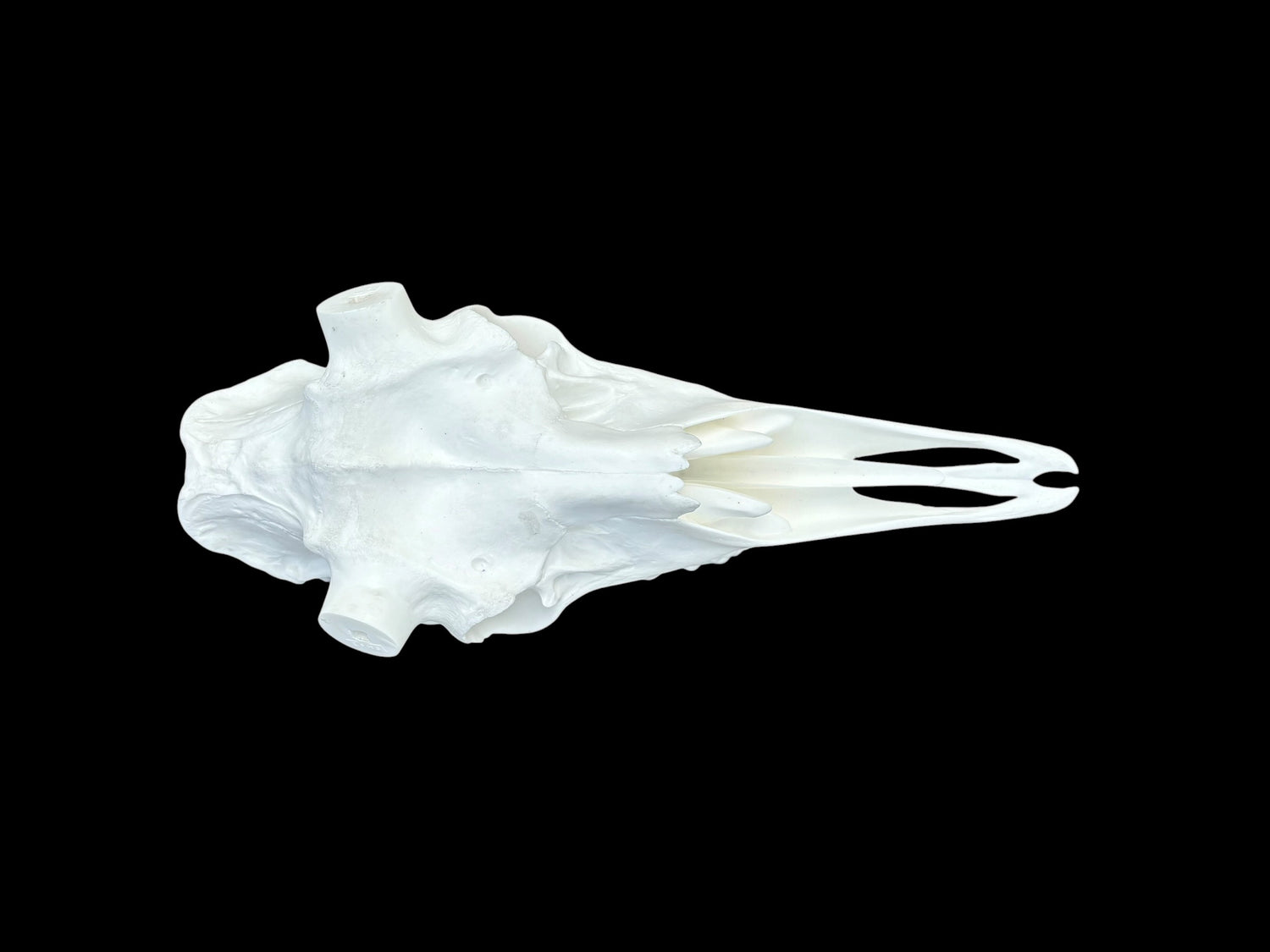 Moose Skull (With Teeth) (Shiras)