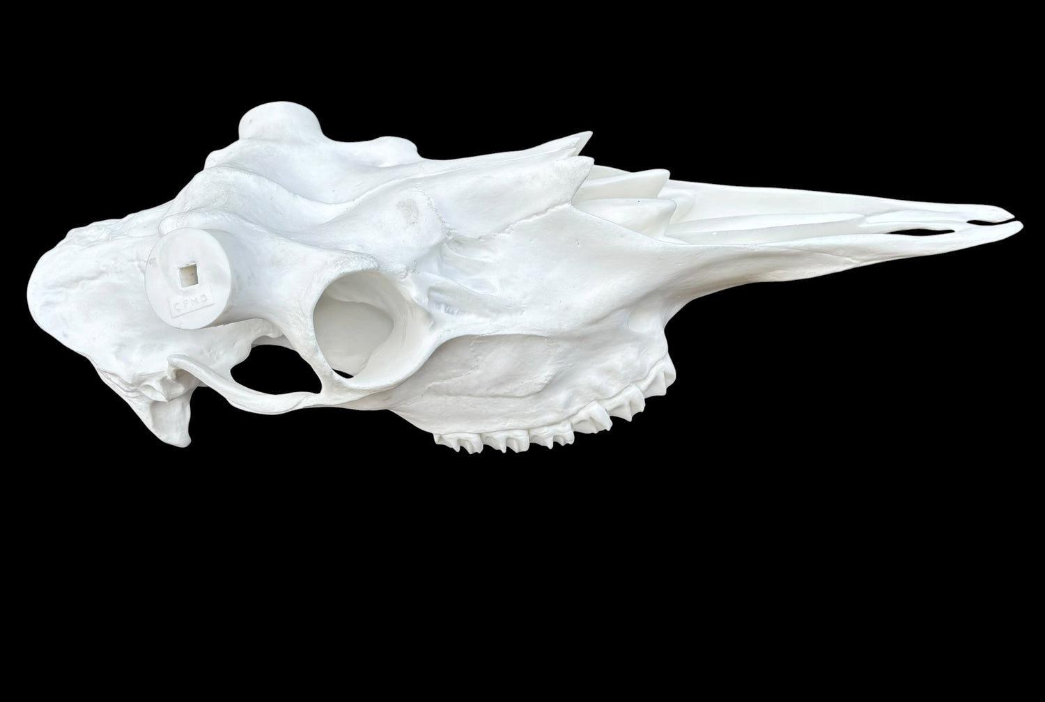 Moose Skull (With Teeth) (Shiras)
