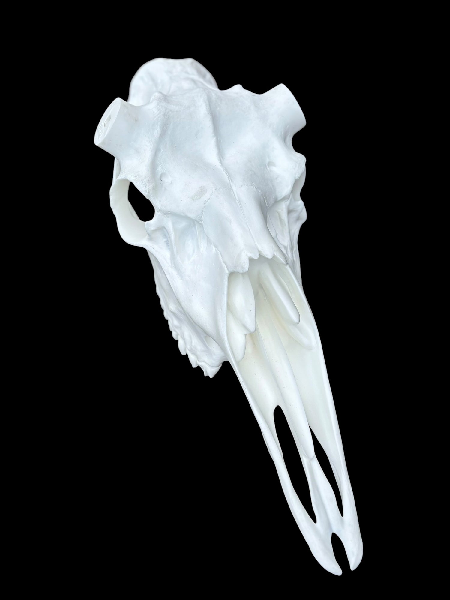 Moose Skull (With Teeth) (Shiras)