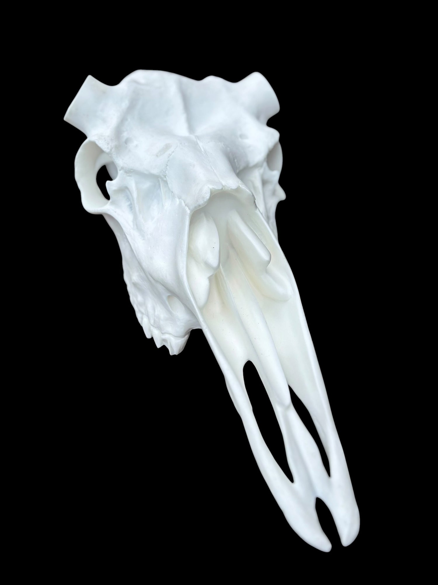 Moose Skull (With Teeth) (Shiras)