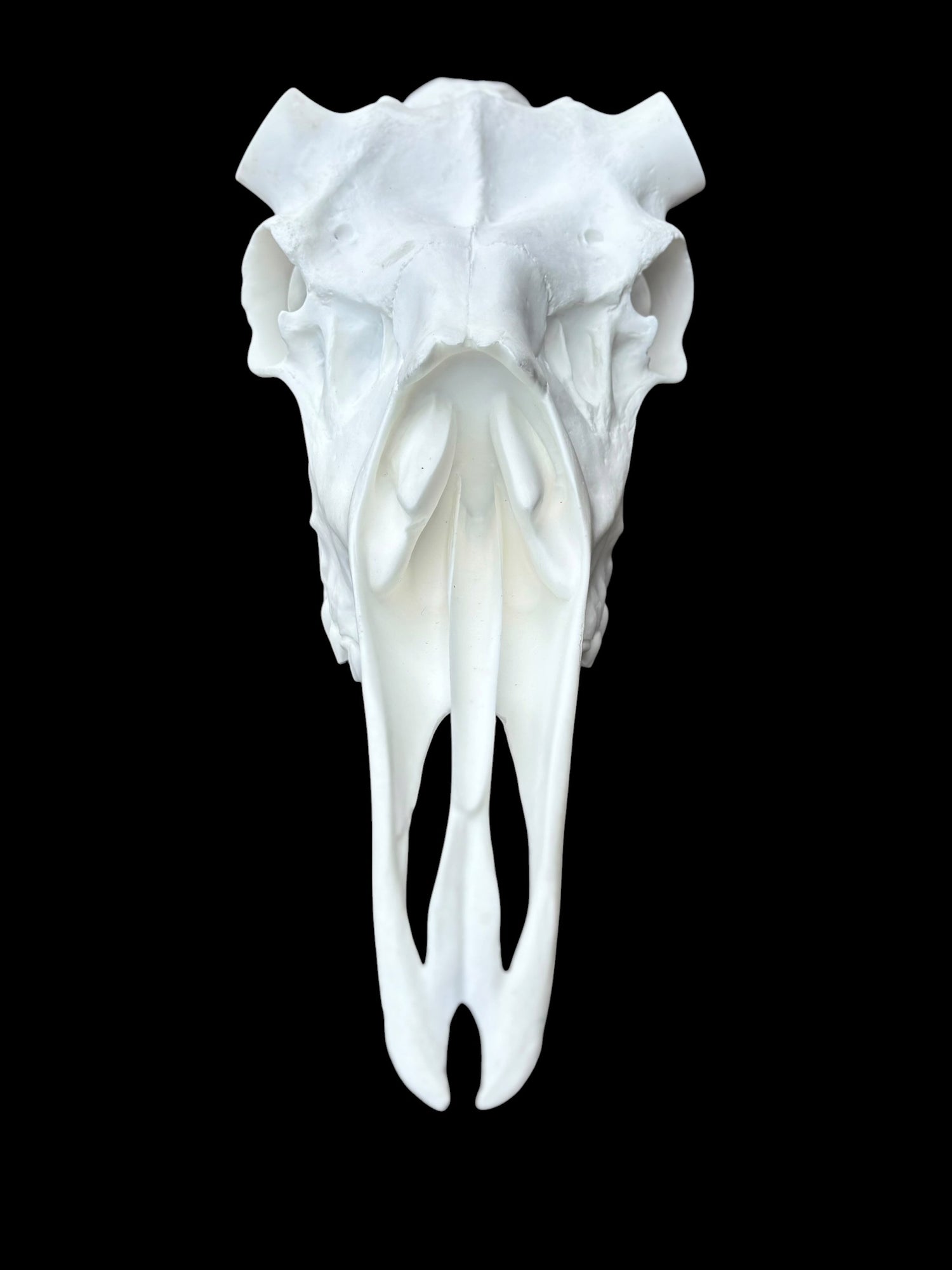 Moose Skull (With Teeth) (Shiras)