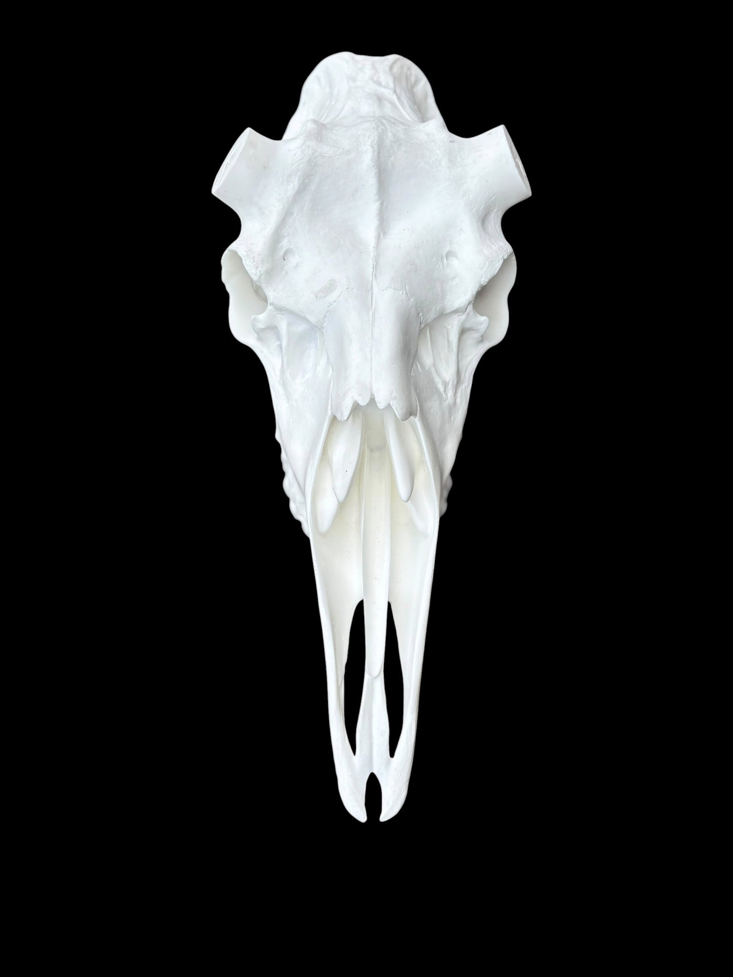 Moose Skull (With Teeth) (Shiras)
