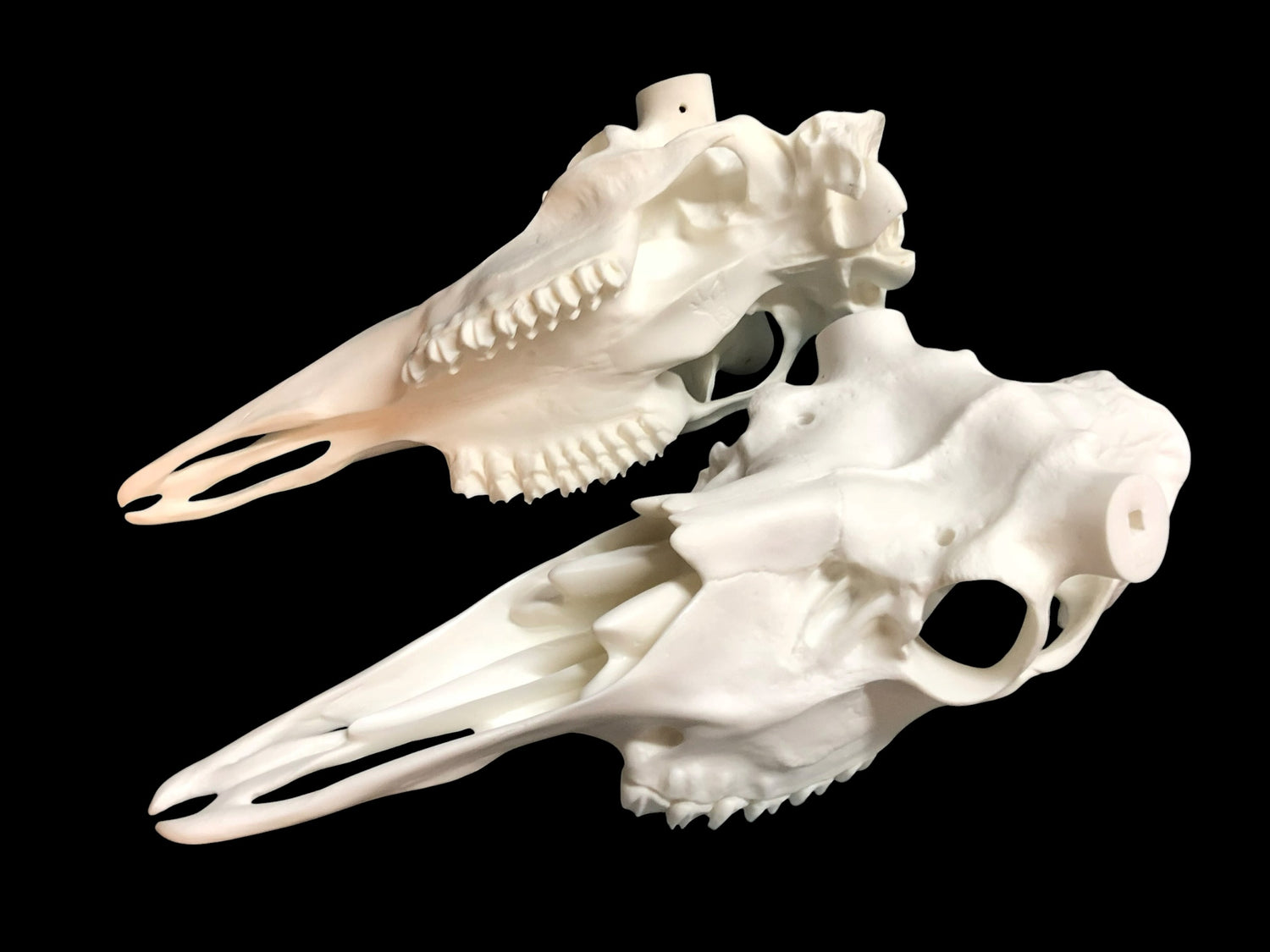 Moose Skull (With Teeth)