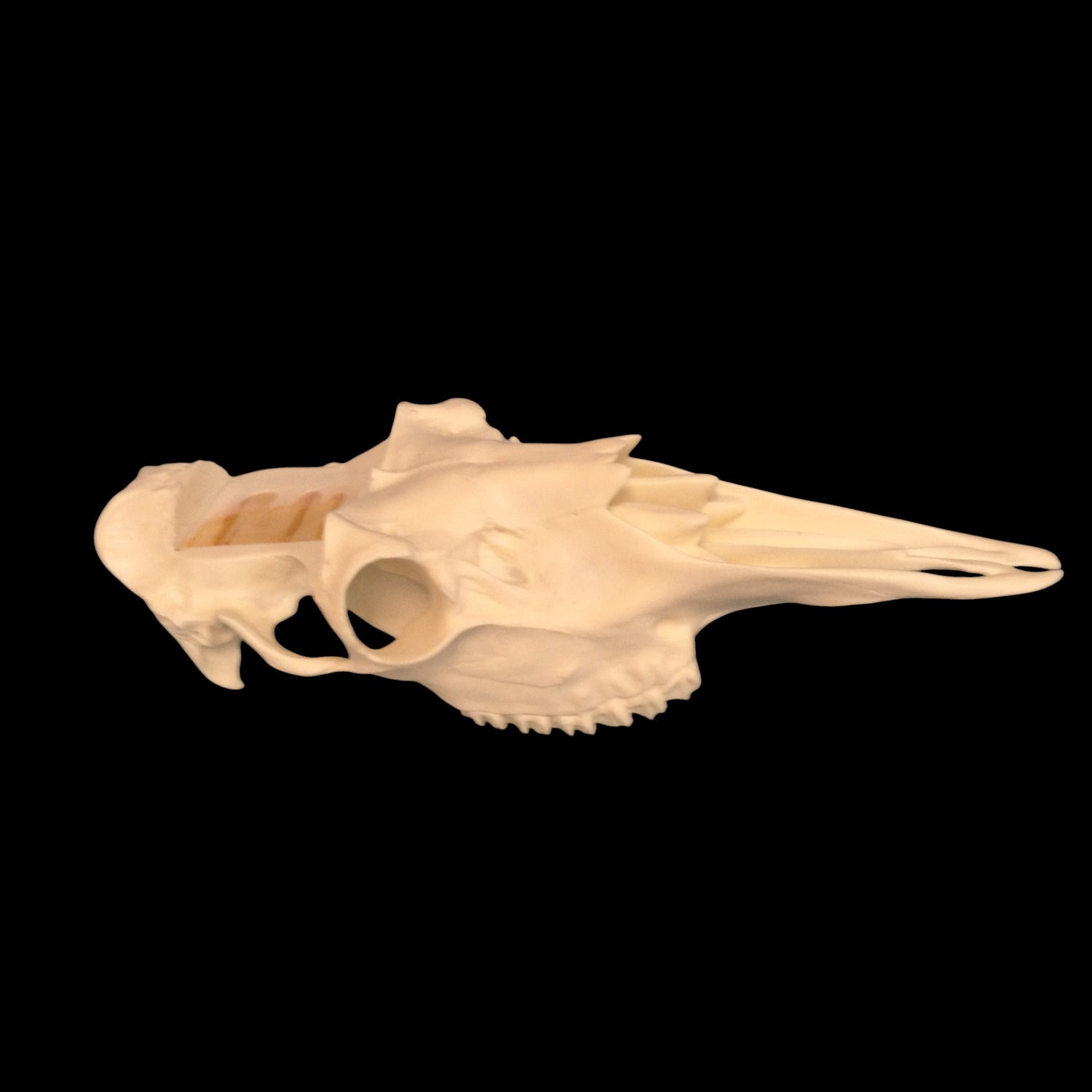 Moose Skull Slotted (With Teeth)