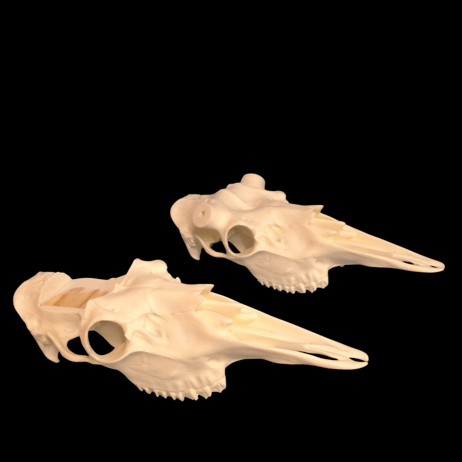 Moose Skull Slotted (With Teeth)