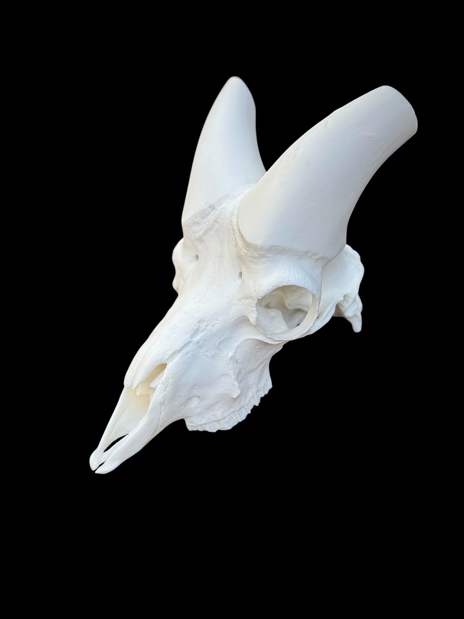Dall Sheep Skull (With Teeth)