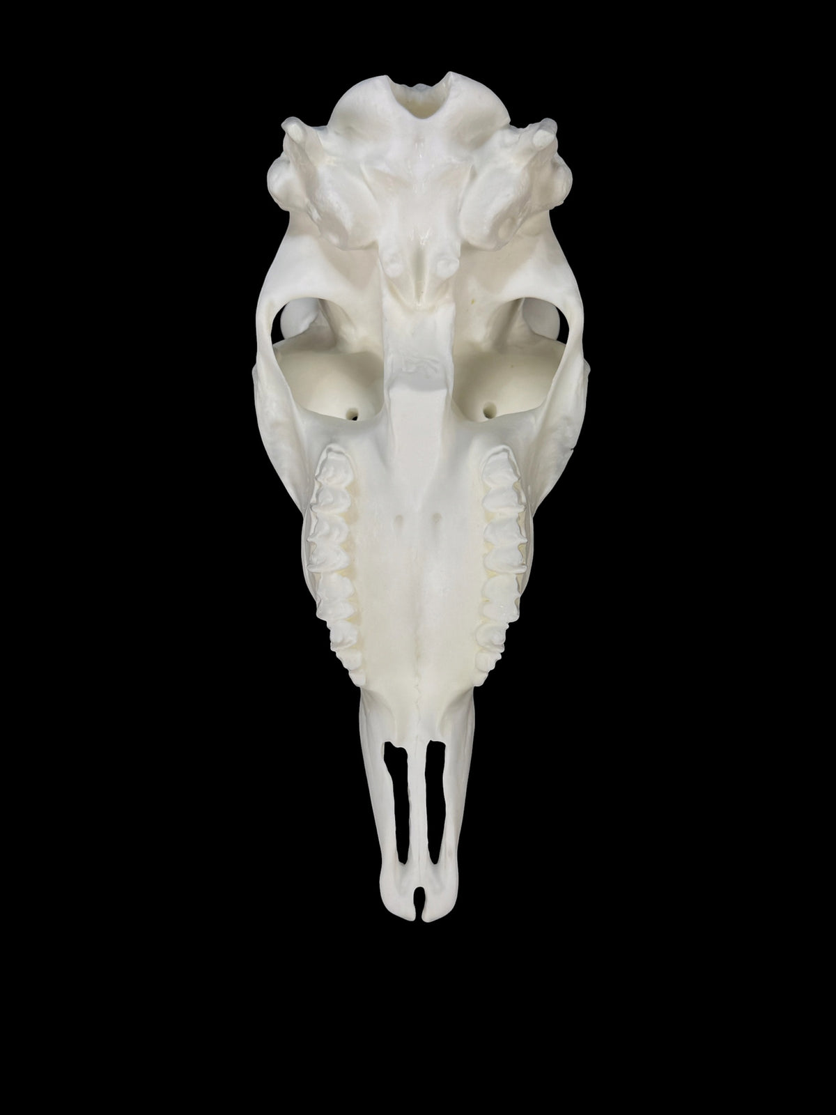 Blackbuck Replica Skull (with teeth)