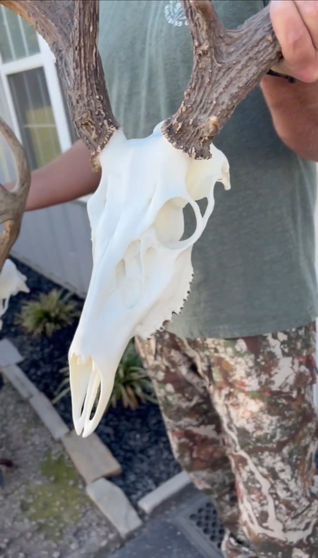 The most realistic skulls on the planet – Pinchback Skulls