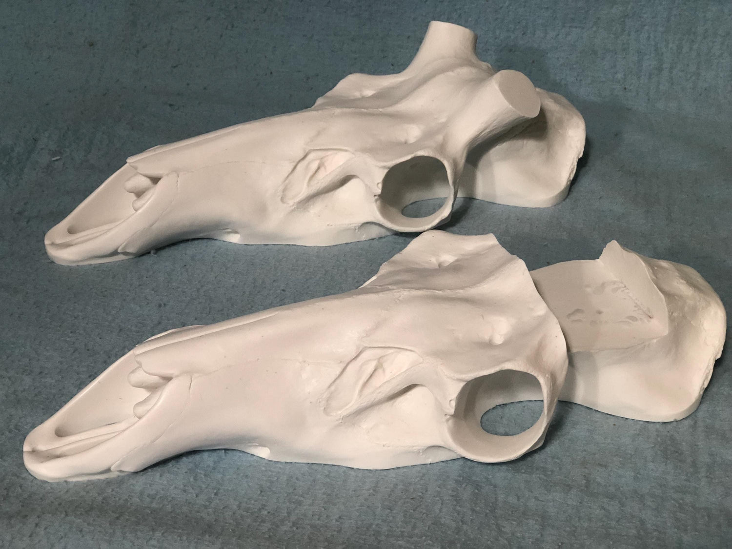 Elk Slotted Skull (Flat Back)