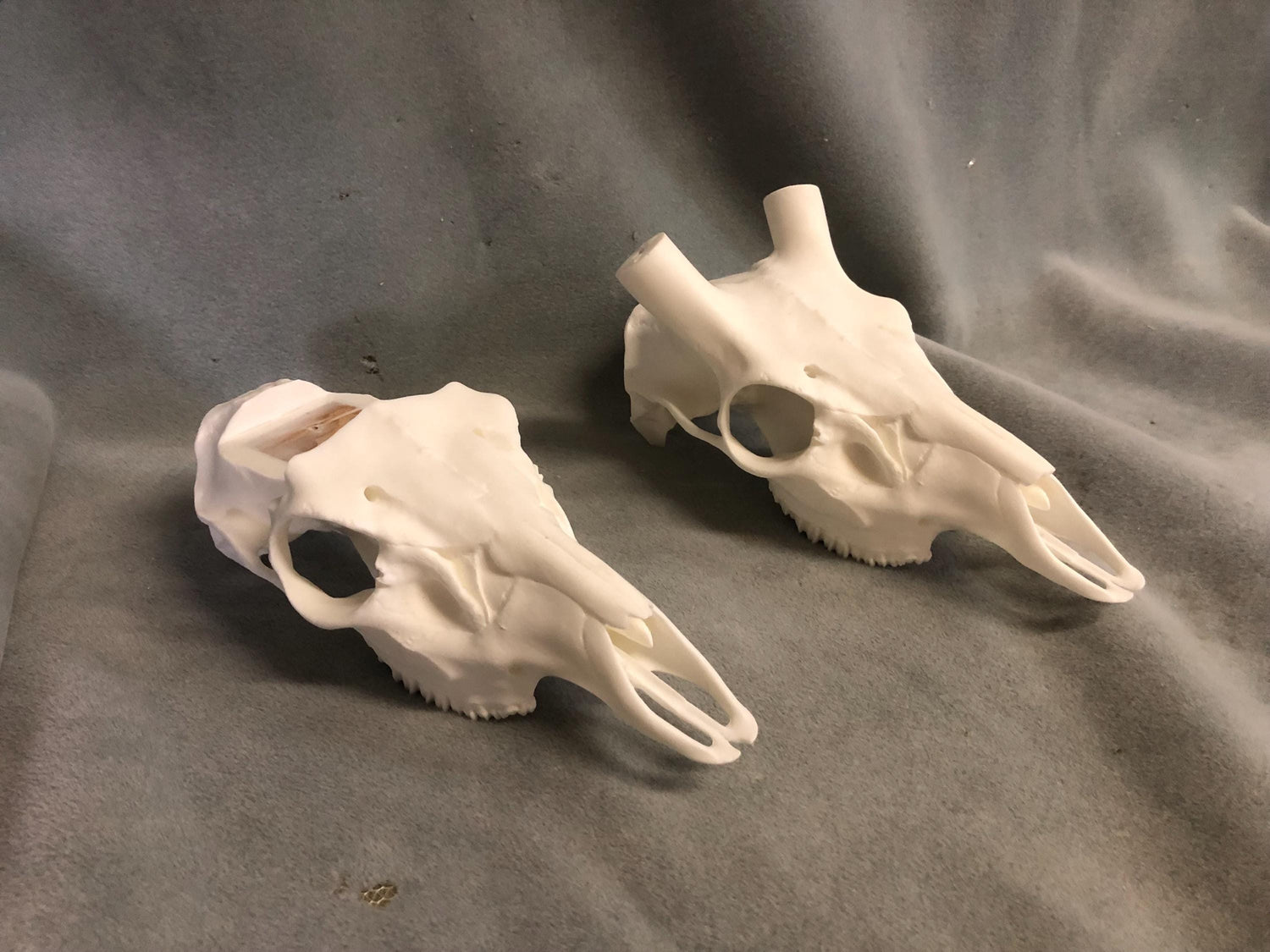 Axis Skull Slotted (With Teeth)