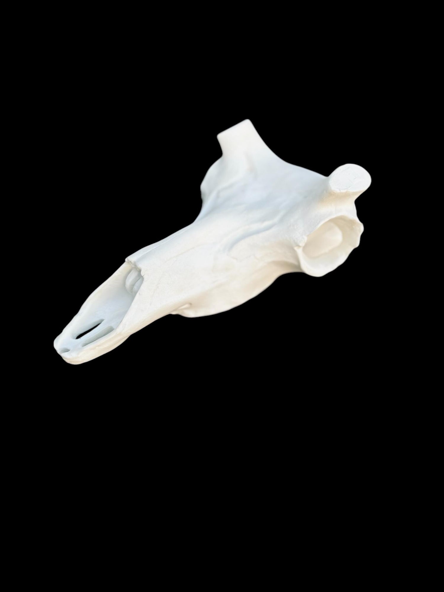 Antelope Skull (Flat Back)