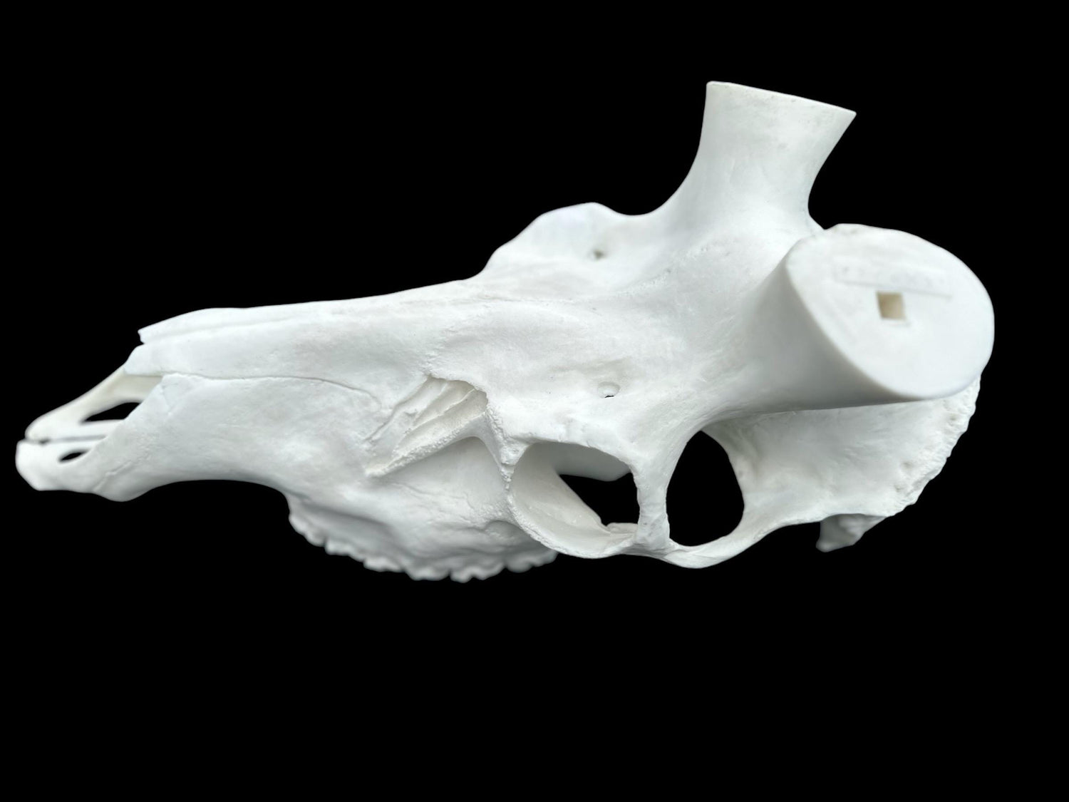 Elk Skull (With Teeth)