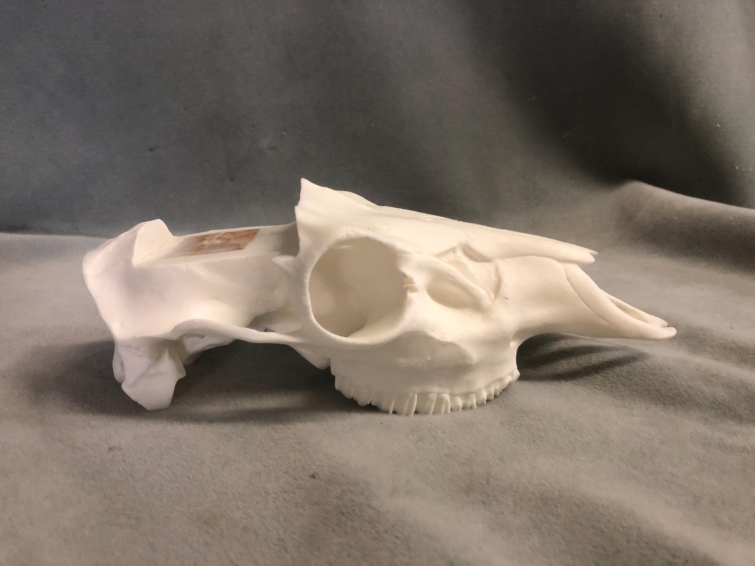 Axis Skull Slotted (With Teeth)