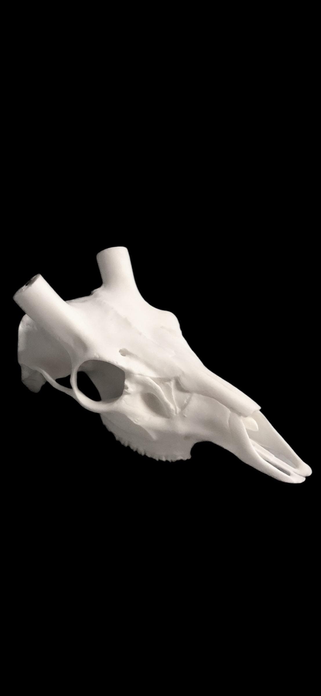 Axis Skull (With Teeth)