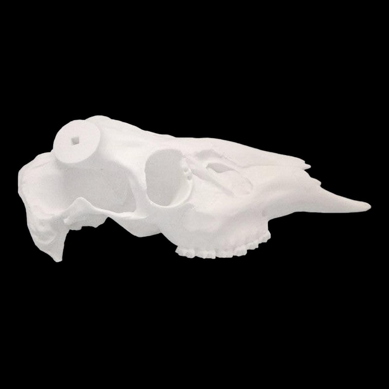 Whitetail Skull (With Teeth)