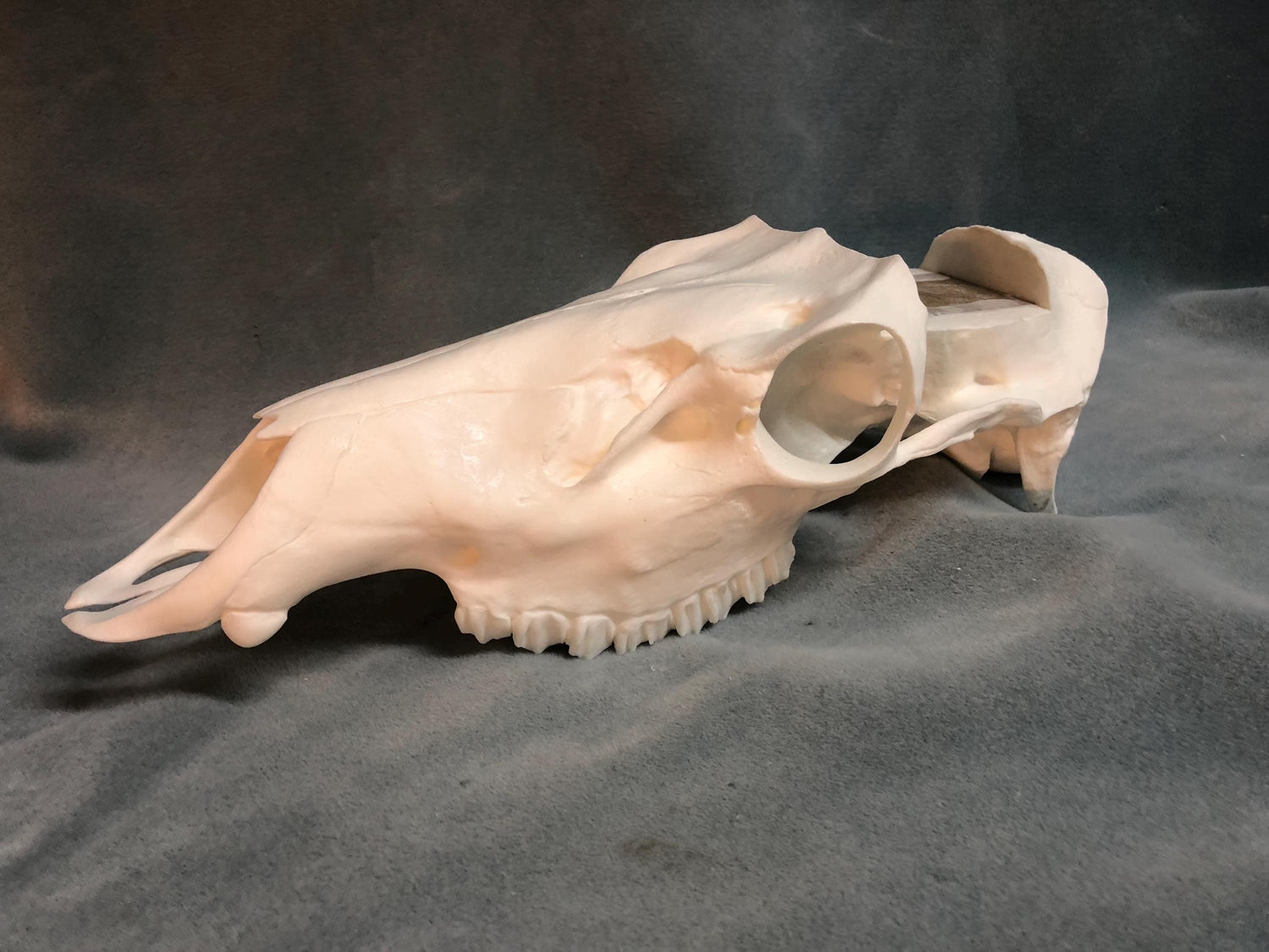Elk Skull Slotted (With Teeth)
