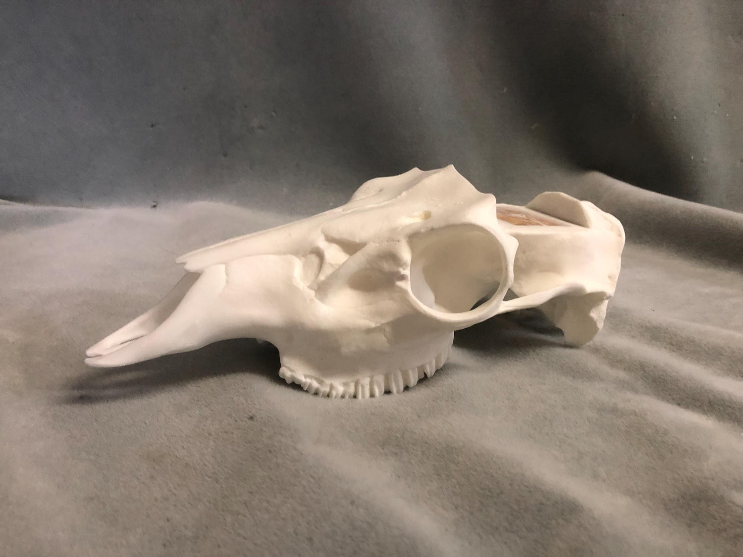 Axis Skull Slotted (With Teeth)