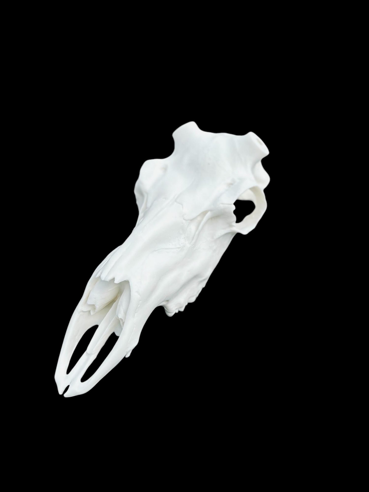 Caribou Skull (With Teeth)