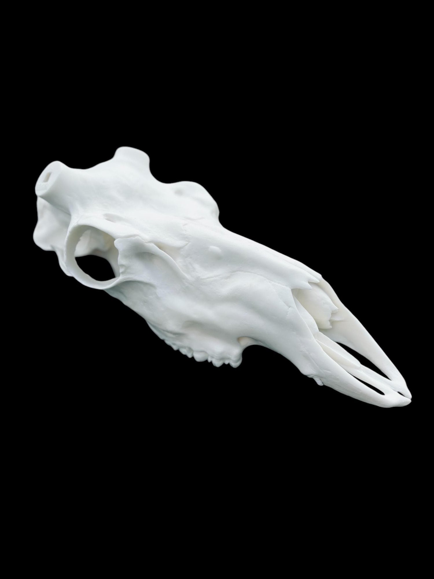 Caribou Skull (With Teeth)