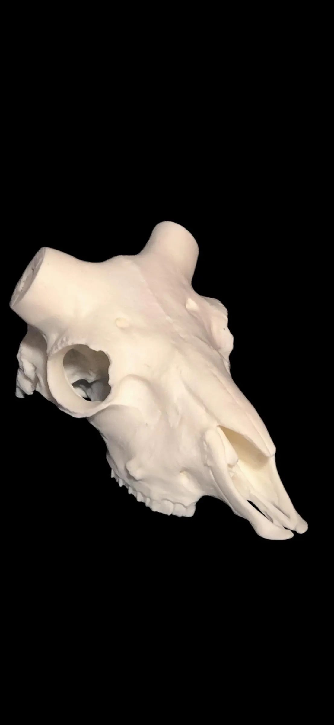 Mouflon (with teeth)