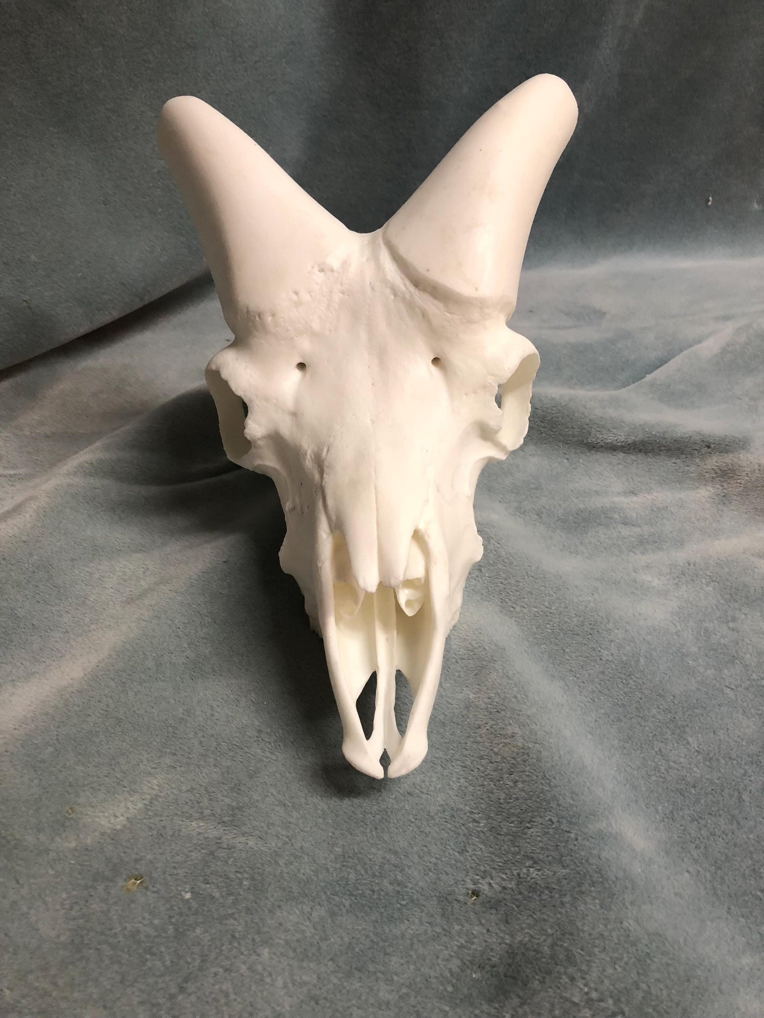 Dall Sheep Skull (With Teeth)