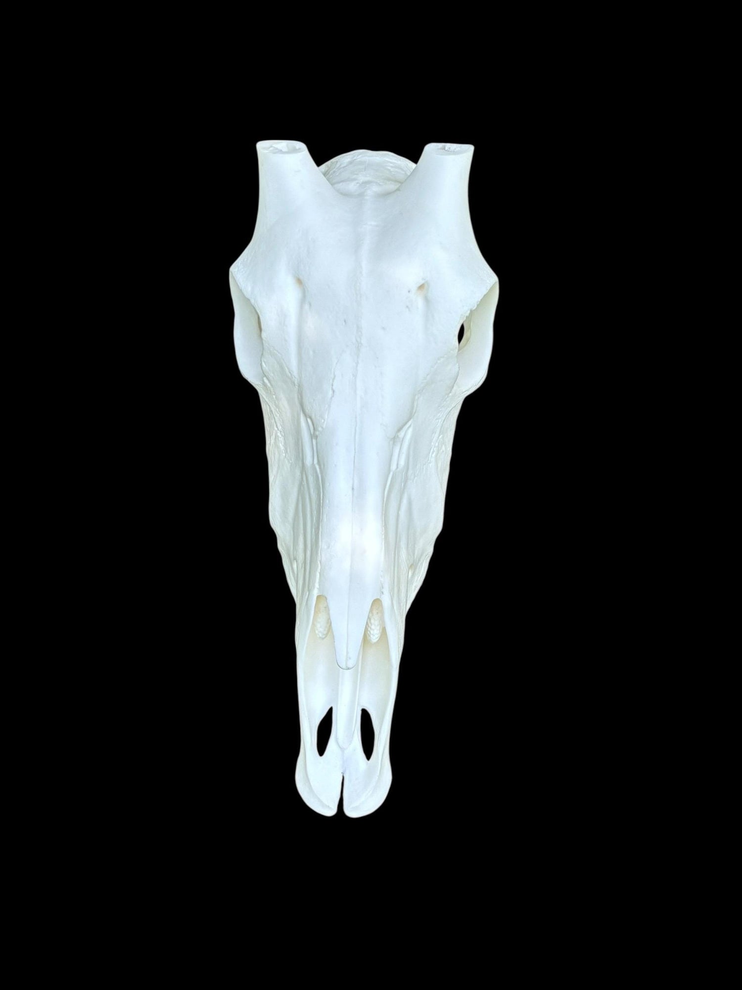 Oryx Skull (With Teeth)