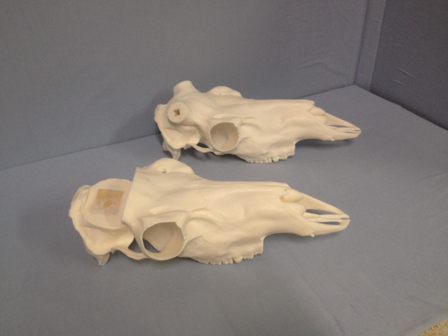 Caribou Skull Slotted (With Teeth)