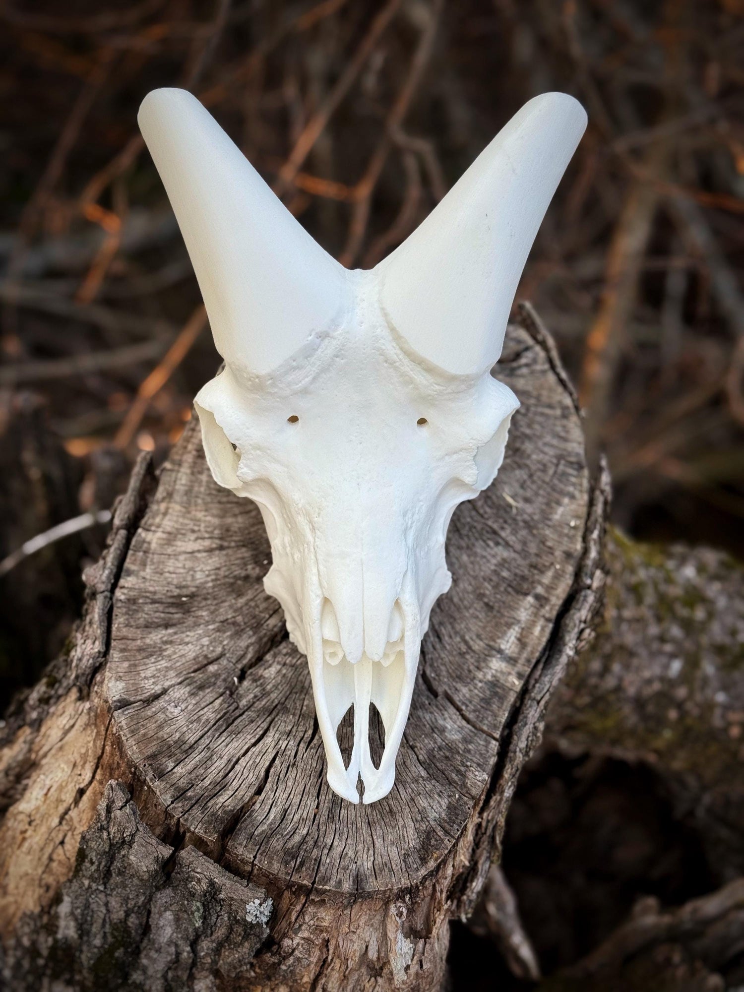 Dall Sheep Skull (With Teeth)
