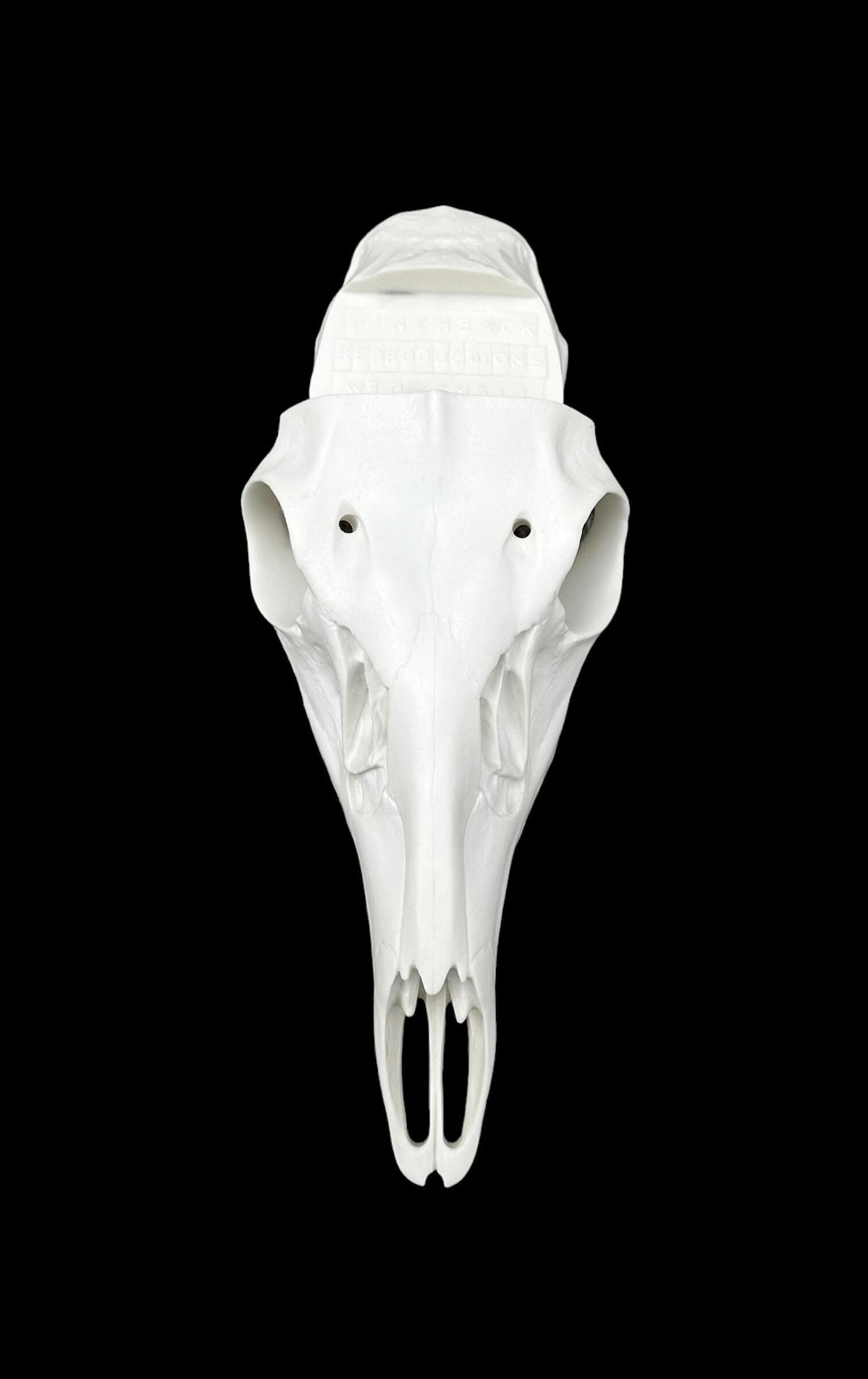 Whitetail Skull Slotted (Flat Back)