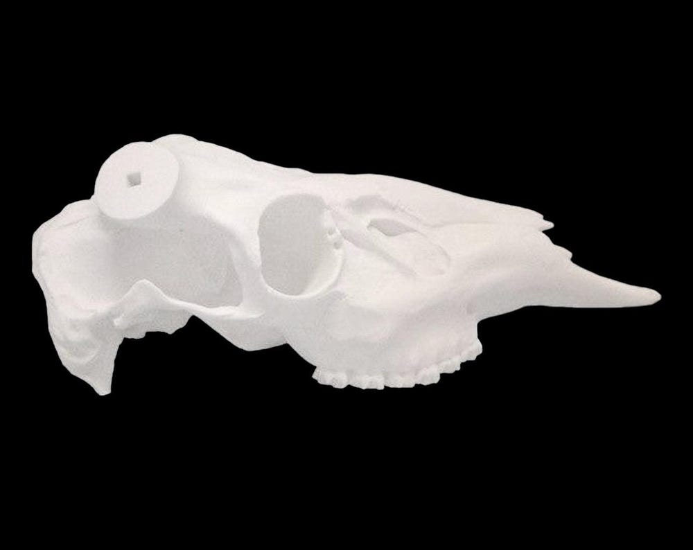 Whitetail Skull (With Teeth)