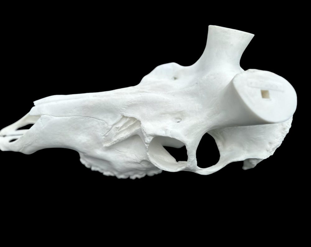 Elk Skull (With Teeth)