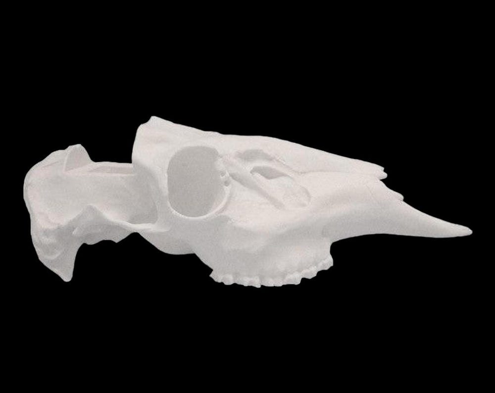 Mule Deer Slotted Skull (With Teeth)