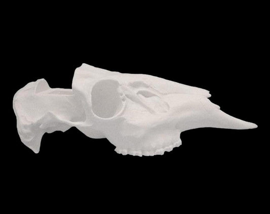 Mule Deer Replica European Countefit Convertible Skull (With Teeth)