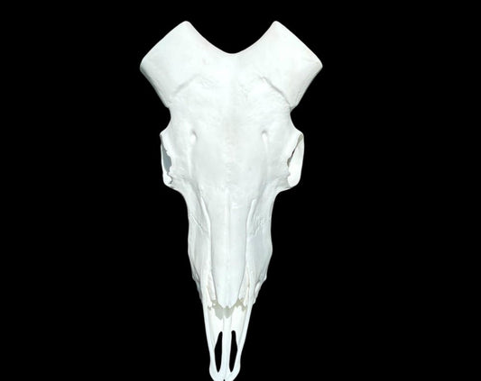 Realistic Replica Aoudad Skull: Pinchbeck Detail