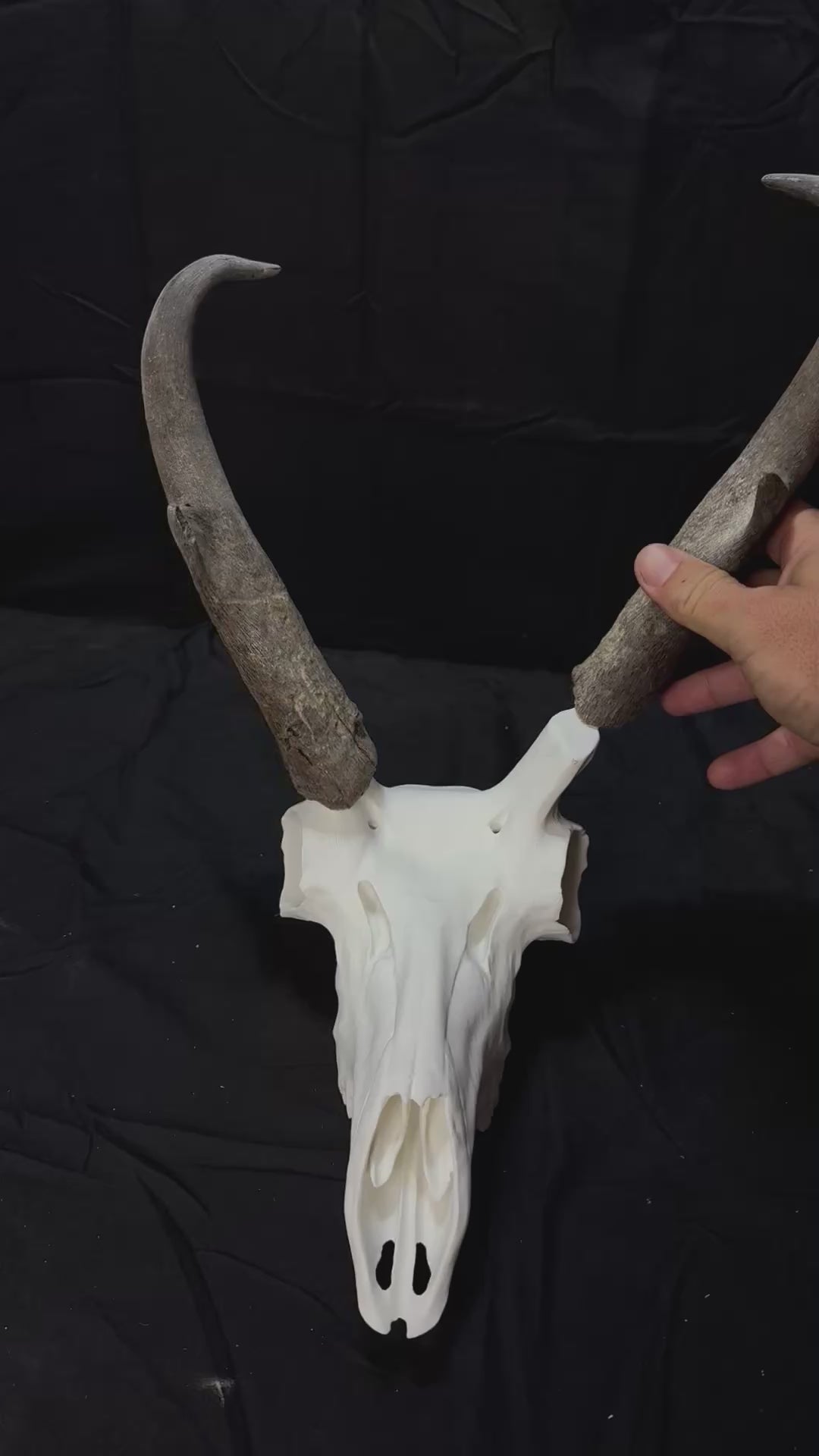 Pronghorn Antelope Skull (3D Replica)